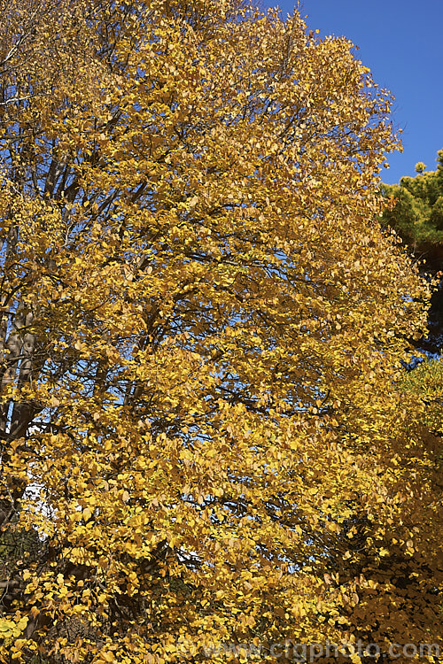 Moltke's Lime (<i>Tilia 'Moltkei' [syn. Tilia x Moltkei]) in autumn. A hybrid, probably natural, of uncertain parentage, this large deciduous tree has larger leaves than those of the Common Lime. Its sheds its foliage quite late and the leaves often colour well in autumn, developing rich yellow tones. Order: Malvales, Family: Malvaceae