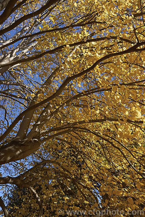 Moltke's Lime (<i>Tilia 'Moltkei' [syn. Tilia x Moltkei]) in autumn. A hybrid, probably natural, of uncertain parentage, this large deciduous tree has larger leaves than those of the Common Lime. Its sheds its foliage quite late and the leaves often colour well in autumn, developing rich yellow tones. Order: Malvales, Family: Malvaceae