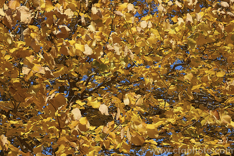 Moltke's Lime (<i>Tilia 'Moltkei' [syn. Tilia x Moltkei]) in autumn. A hybrid, probably natural, of uncertain parentage, this large deciduous tree has larger leaves than those of the Common Lime. Its sheds its foliage quite late and the leaves often colour well in autumn, developing rich yellow tones. Order: Malvales, Family: Malvaceae