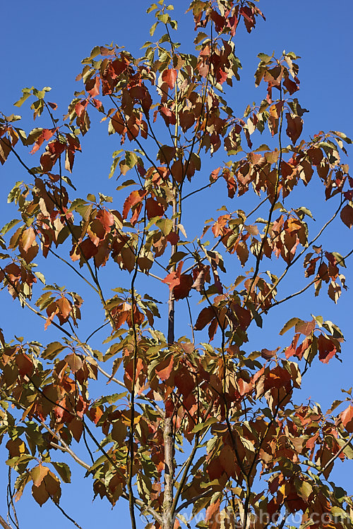 The autumn foliage of Chinese Sassafras or Tzumu (<i>Sassafras tzumu</i>), a 30m tall deciduous tree native to central and western China. Small yellow flowers appear in spring to early summer and on female trees are followed by blue-black fruits in red-stemmed cups. The foliage is aromatic and often colours well in autumn. Sassafras extracts have long been used in flavourings and herbal medicines but are now regarded as toxic and likely carcinogens. sassafras-3283htm'>Sassafras. <a href='lauraceae-plant-family-photoshtml'>Lauraceae</a>.