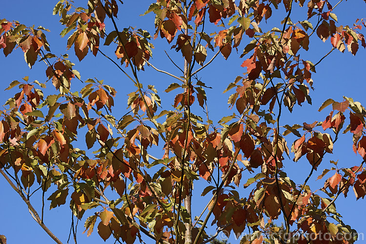 The autumn foliage of Chinese Sassafras or Tzumu (<i>Sassafras tzumu</i>), a 30m tall deciduous tree native to central and western China. Small yellow flowers appear in spring to early summer and on female trees are followed by blue-black fruits in red-stemmed cups. The foliage is aromatic and often colours well in autumn. Sassafras extracts have long been used in flavourings and herbal medicines but are now regarded as toxic and likely carcinogens. sassafras-3283htm'>Sassafras. <a href='lauraceae-plant-family-photoshtml'>Lauraceae</a>.