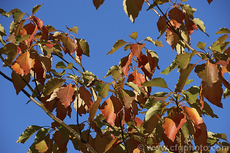 The autumn foliage of Chinese Sassafras or Tzumu (<i>Sassafras tzumu</i>), a 30m tall deciduous tree native to central and western China. Small yellow flowers appear in spring to early summer and on female trees are followed by blue-black fruits in red-stemmed cups. The foliage is aromatic and often colours well in autumn. Sassafras extracts have long been used in flavourings and herbal medicines but are now regarded as toxic and likely carcinogens. sassafras-3283htm'>Sassafras. <a href='lauraceae-plant-family-photoshtml'>Lauraceae</a>.
