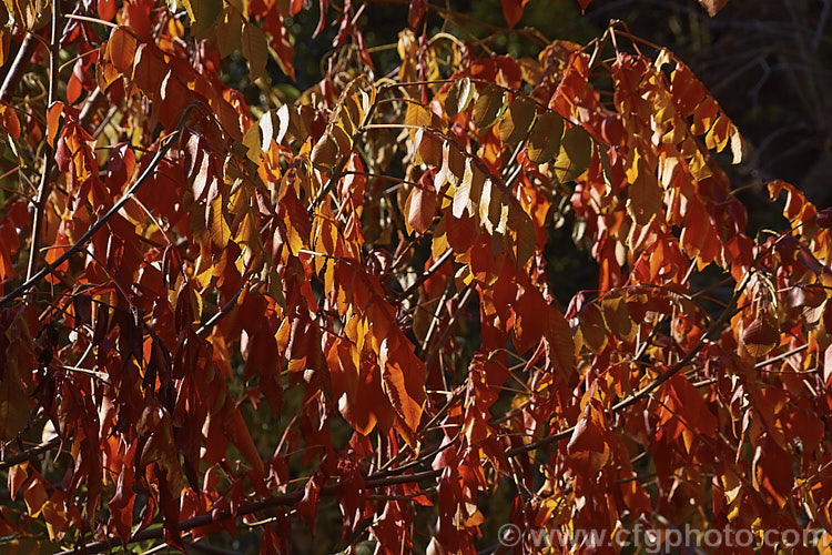 The autumn foliage of Chinese Sumac, Chinese Gall or Nutgall (<i>Rhus chinensis</i>), a deciduous suckering. Chinese shrub up to 7m tall and nearly as wide, with multiple stems making thicket. The sprays of greenish white flowers appear in autumn and are followed by brilliant autumn foliage colour that lasts until the first heavy frosts. In its natural environment aphids cause galls to form and these are used in Chinese medicines. rhus-2719htm'>Rhus. <a href='anacardiaceae-plant-family-photoshtml'>Anacardiaceae</a>.