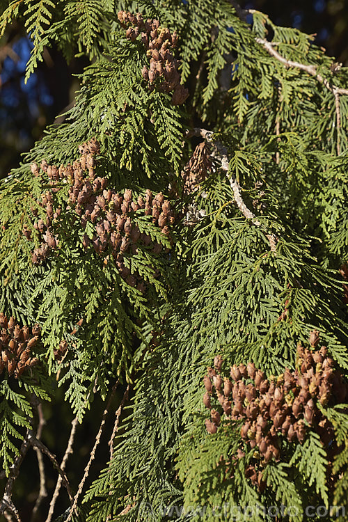 The foliage and mature cones of the Western Red Cedar (<i>Thuja plicata</i>). Native to western North America, this conifer grows to as much as 70m tall and is an important timber tree, yielding soft, easily worked wood that is nevertheless weather-resistant. The cones and seeds are remarkably small for such a large tree. Order: Pinales, Family: Cupressaceae