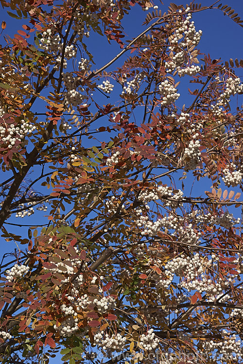 Kashmir Rowan (<i>Sorbus cashmiriana [syn. Sorbus cashmeriana]), a Himalayan rowan or mountain ash with very pale ink flowerheads in spring and large (up to 18mm diameter</i>) white berries that in some forms have a pink tint. It grows to around 8m tall and is often short-lived. The fruit usually persists into winter, after the foliage has fallen. The leaves often develop red tints in autumn but the fall foliage is seldom spectacular. sorbus-2143htm'>Sorbus.