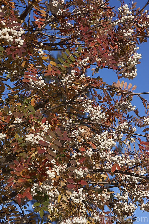 Kashmir Rowan (<i>Sorbus cashmiriana [syn. Sorbus cashmeriana]), a Himalayan rowan or mountain ash with very pale ink flowerheads in spring and large (up to 18mm diameter</i>) white berries that in some forms have a pink tint. It grows to around 8m tall and is often short-lived. The fruit usually persists into winter, after the foliage has fallen. The leaves often develop red tints in autumn but the fall foliage is seldom spectacular. sorbus-2143htm'>Sorbus.