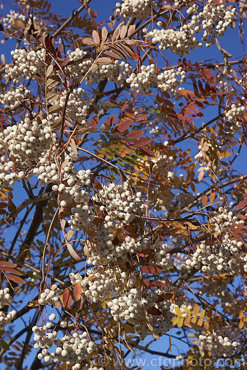 Kashmir Rowan (<i>Sorbus cashmiriana [syn. Sorbus cashmeriana]), a Himalayan rowan or mountain ash with very pale ink flowerheads in spring and large (up to 18mm diameter</i>) white berries that in some forms have a pink tint. It grows to around 8m tall and is often short-lived. The fruit usually persists into winter, after the foliage has fallen. The leaves often develop red tints in autumn but the fall foliage is seldom spectacular. sorbus-2143htm'>Sorbus.