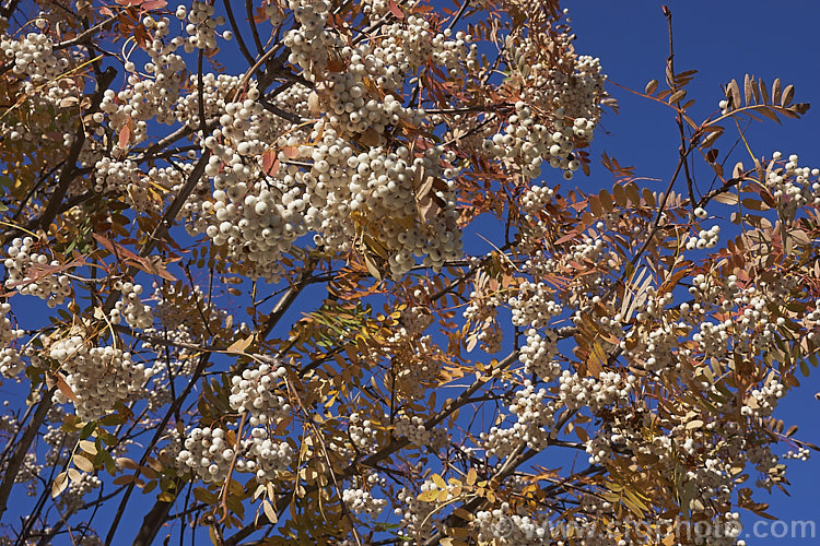 Kashmir Rowan (<i>Sorbus cashmiriana [syn. Sorbus cashmeriana]), a Himalayan rowan or mountain ash with very pale ink flowerheads in spring and large (up to 18mm diameter</i>) white berries that in some forms have a pink tint. It grows to around 8m tall and is often short-lived. The fruit usually persists into winter, after the foliage has fallen. The leaves often develop red tints in autumn but the fall foliage is seldom spectacular. sorbus-2143htm'>Sorbus.