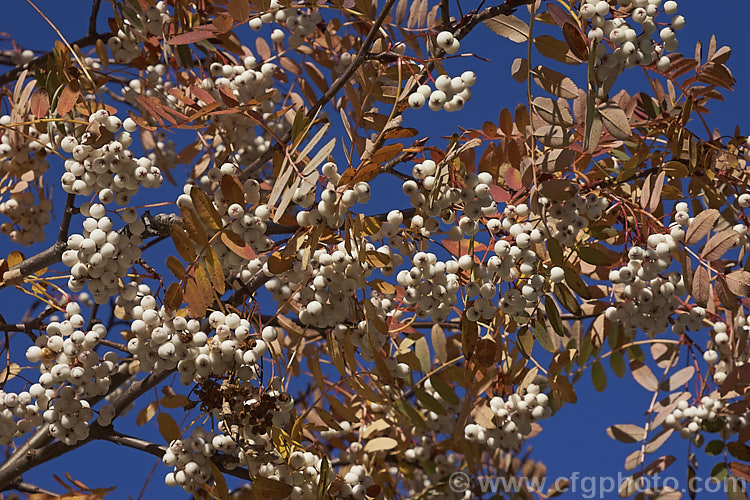 Kashmir Rowan (<i>Sorbus cashmiriana [syn. Sorbus cashmeriana]), a Himalayan rowan or mountain ash with very pale ink flowerheads in spring and large (up to 18mm diameter</i>) white berries that in some forms have a pink tint. It grows to around 8m tall and is often short-lived. The fruit usually persists into winter, after the foliage has fallen. The leaves often develop red tints in autumn but the fall foliage is seldom spectacular. sorbus-2143htm'>Sorbus.
