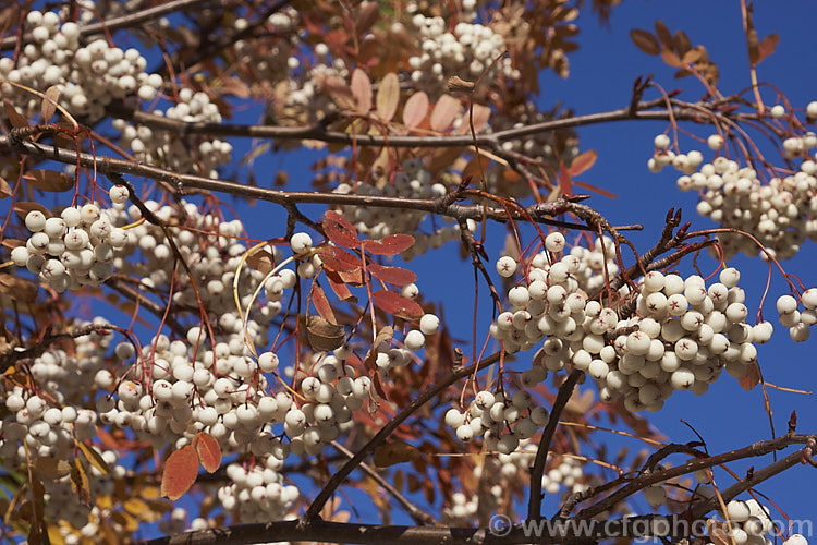 Kashmir Rowan (<i>Sorbus cashmiriana [syn. Sorbus cashmeriana]), a Himalayan rowan or mountain ash with very pale ink flowerheads in spring and large (up to 18mm diameter</i>) white berries that in some forms have a pink tint. It grows to around 8m tall and is often short-lived. The fruit usually persists into winter, after the foliage has fallen. The leaves often develop red tints in autumn but the fall foliage is seldom spectacular. sorbus-2143htm'>Sorbus.