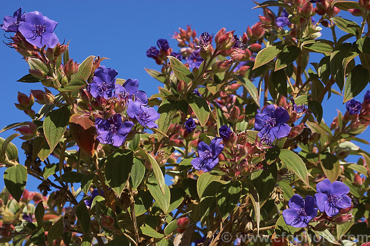 Lasiandra, Glory. Bush or Princess Flower (<i>Tibouchina urvilleana [syn. Tibouchina grandiflora]), a tender evergreen shrub up to 5m tall It is native to Brazil and the flowers appear throughout the warmer months. Order: Myrtales, Family: Melastomataceae