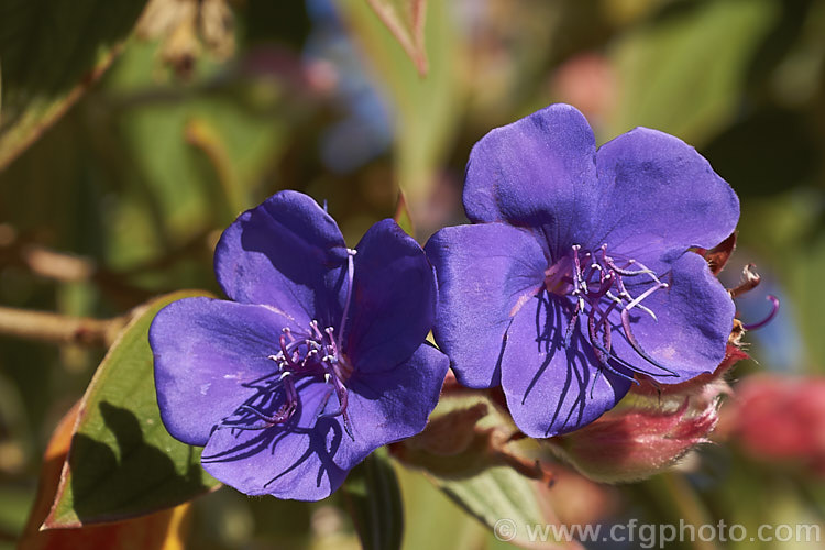 Lasiandra, Glory. Bush or Princess Flower (<i>Tibouchina urvilleana [syn. Tibouchina grandiflora]), a tender evergreen shrub up to 5m tall It is native to Brazil and the flowers appear throughout the warmer months. Order: Myrtales, Family: Melastomataceae