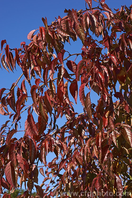 The autumn foliage of the Weeping Higan. Cherry or Weeping Rosebud. Cherry (<i>Prunus subhirtella var. pendula</i>), a strongly pendulous cultivar of a deciduous, late winter- to spring-flowering tree that originated in Japan but is unknown in the wild. Its pale pink flowers open from darker buds. Weeping forms like this are usually grafted onto upright standard trunks. Order: Rosales, Family: Rosaceae