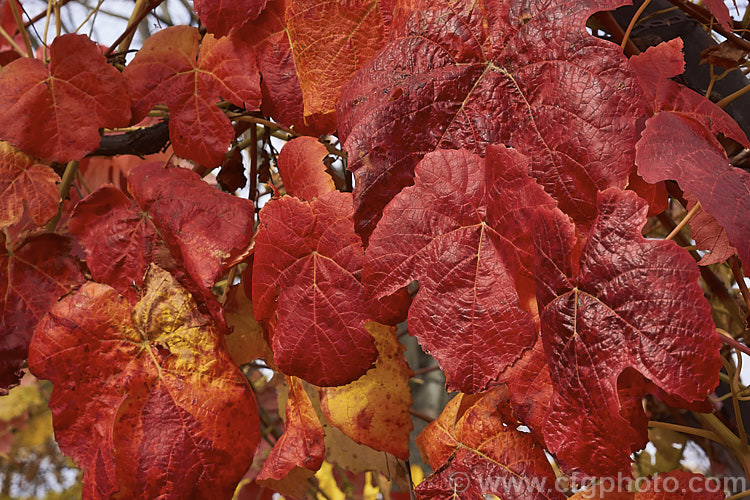 The vivid autumn foliage of the 'Glenora'. Grape (<i>Vitis 'Glenora'), a seedless, mildew- and phylloxera-resistant grape developed by the New York. State. Agricultural. Experimental. Station and introduced in 1952. It is a blue-black table grape and is a cross between 'Ontario' and Russian Seedless' and consequently has both. Vitis vinifera and Vitis labrusca in its background.