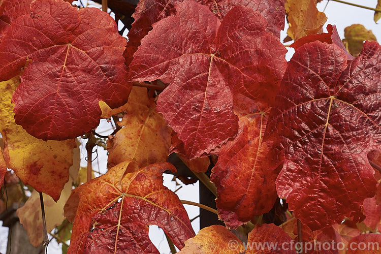 The vivid autumn foliage of the 'Glenora'. Grape (<i>Vitis 'Glenora'), a seedless, mildew- and phylloxera-resistant grape developed by the New York. State. Agricultural. Experimental. Station and introduced in 1952. It is a blue-black table grape and is a cross between 'Ontario' and Russian Seedless' and consequently has both. Vitis vinifera and Vitis labrusca in its background.