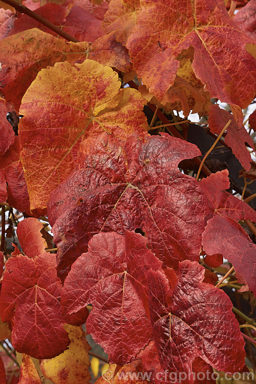 The vivid autumn foliage of the 'Glenora'. Grape (<i>Vitis 'Glenora'), a seedless, mildew- and phylloxera-resistant grape developed by the New York. State. Agricultural. Experimental. Station and introduced in 1952. It is a blue-black table grape and is a cross between 'Ontario' and Russian Seedless' and consequently has both. Vitis vinifera and Vitis labrusca in its background.