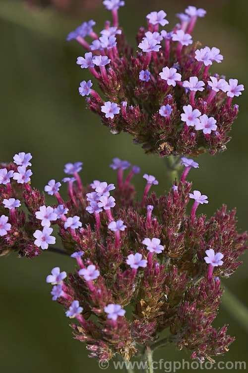 Purple Top, South American. Vervain or Tall Verbena (<i>Verbena bonariensis</i>), a summer- to autumn-flowering annual or short-lived perennial native to temperate and sub-tropical South America. It is tall for a verbena and carries its flowers in flattened heads that rather resemble a miniature. Buddleja flowerhead. verbena-2396htm'>Verbena. .