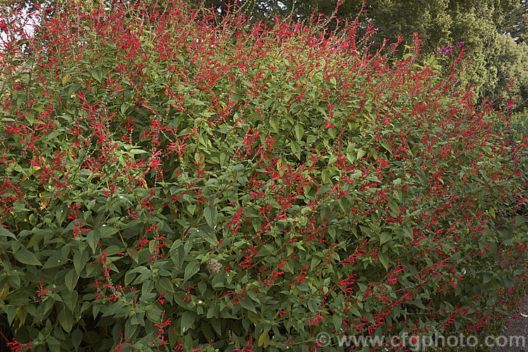 Pineapple Sage or Tangerine Sage (<i>Salvia elegans [syn. Salvia rutilans]), an aromatic autumn-flowering perennial or subshrub native to Mexico and Guatemala where it occurs in pine forests at elevations of 1800-2700m. It can grow to 2m high and wide, flowers over a long period and its foliage emits a pineapple scent when crushed. Order: Lamiales, Family: Lamiaceae