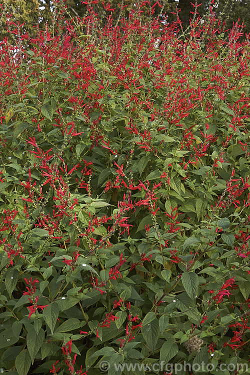 Pineapple Sage or Tangerine Sage (<i>Salvia elegans [syn. Salvia rutilans]), an aromatic autumn-flowering perennial or subshrub native to Mexico and Guatemala where it occurs in pine forests at elevations of 1800-2700m. It can grow to 2m high and wide, flowers over a long period and its foliage emits a pineapple scent when crushed. Order: Lamiales, Family: Lamiaceae