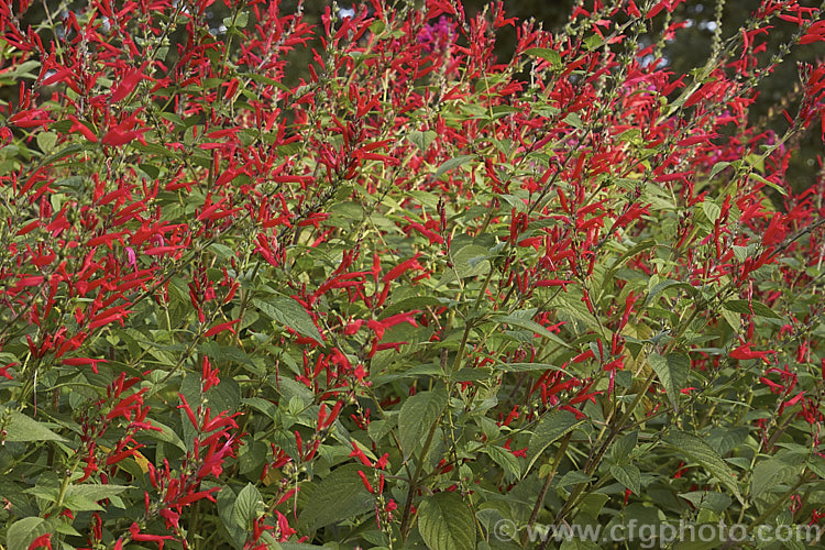 Pineapple Sage or Tangerine Sage (<i>Salvia elegans [syn. Salvia rutilans]), an aromatic autumn-flowering perennial or subshrub native to Mexico and Guatemala where it occurs in pine forests at elevations of 1800-2700m. It can grow to 2m high and wide, flowers over a long period and its foliage emits a pineapple scent when crushed. Order: Lamiales, Family: Lamiaceae