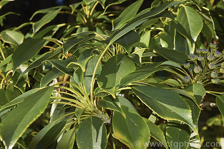 Wheel. Tree (<i>Trochodendron aralioides</i>), an evergreen shrub or small tree that can grow to as much as 20m tall It is native to Japan, southern Korea and Taiwan and is notable for its reddish bronze new growth and its yellow-green flowers which have not petals but are nonetheless conspicuous because of the spoke-like arrangement of the stamens around a central hub of carpels. trochodendron-3373htm'>Trochodendron. <a href='trochodendraceae-plant-family-photoshtml'>Trochodendraceae</a>.