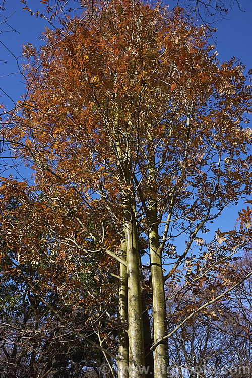 Esserteau's Rowan (<i>Sorbus esserteauana [syn. Sorbus esserteauiana]) with autumn foliage. This deciduous, 8-12m tall tree is native to western China. Its spring-borne heads of small white flowers develop into clusters of red fruits. Cultivars may have golden yellow to orange fruit. sorbus-2143htm'>Sorbus.