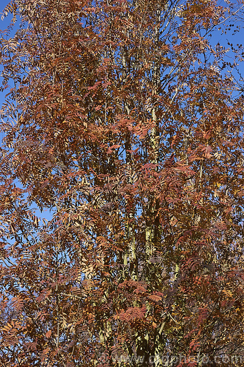 The autumn foliage of Esserteau's Rowan (<i>Sorbus esserteauana [syn. Sorbus esserteauiana]). This deciduous, 8-12m tall tree is native to western China. Its spring-borne heads of small white flowers develop into clusters of red fruits. Cultivars may have golden yellow to orange fruit. sorbus-2143htm'>Sorbus.