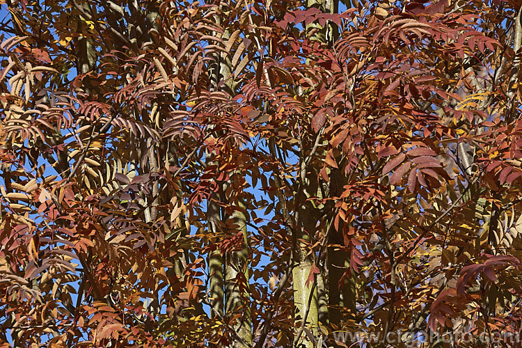 The autumn foliage of Esserteau's Rowan (<i>Sorbus esserteauana [syn. Sorbus esserteauiana]). This deciduous, 8-12m tall tree is native to western China. Its spring-borne heads of small white flowers develop into clusters of red fruits. Cultivars may have golden yellow to orange fruit. sorbus-2143htm'>Sorbus.