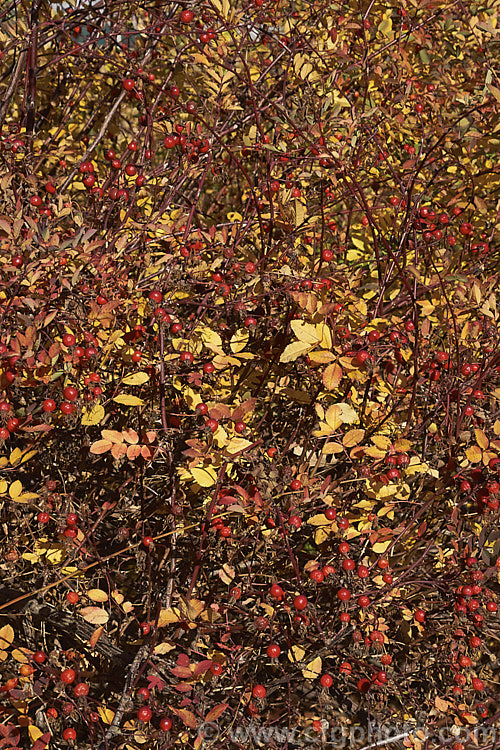 The mature hips and autumn foliage of the Western Wild Rose (<i>Rosa woodsii var. fendleri</i>), a variety of a western and central North American species. This variety differs from the species in having bristly flower stems. Order: Rosales, Family: Rosaceae
