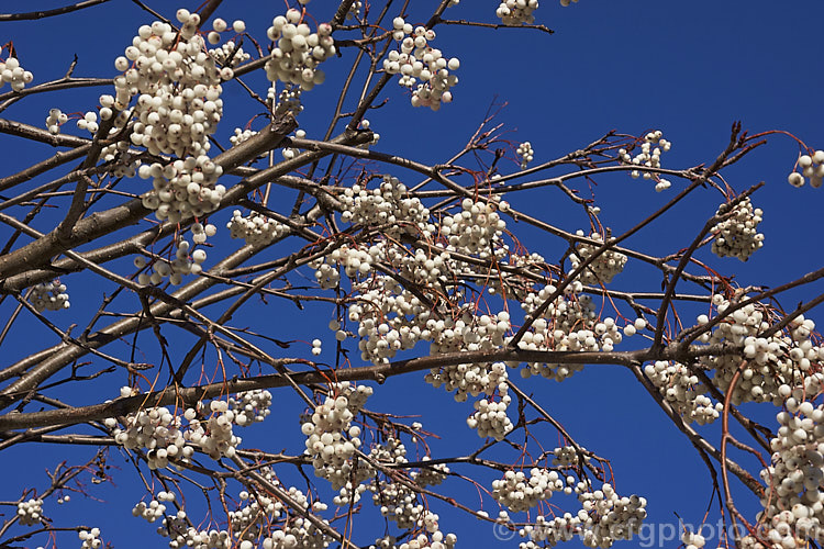 Kashmir Rowan (<i>Sorbus cashmiriana [syn. Sorbus cashmeriana]), a Himalayan rowan or mountain ash with very pale ink flowerheads in spring and large (up to 18mm diameter</i>) white berries that in some forms have a pink tint. It grows to around 8m tall and is often short-lived . As shown here, the fruit usually persists into winter, after the foliage has fallen. The leaves often develop red tints in autumn but the fall foliage is seldom spectacular. sorbus-2143htm'>Sorbus.