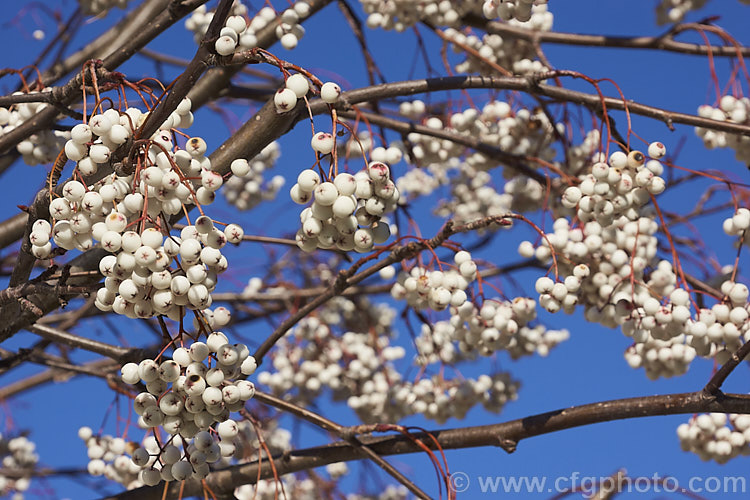 Kashmir Rowan (<i>Sorbus cashmiriana [syn. Sorbus cashmeriana]), a Himalayan rowan or mountain ash with very pale ink flowerheads in spring and large (up to 18mm diameter</i>) white berries that in some forms have a pink tint. It grows to around 8m tall and is often short-lived . As shown here, the fruit usually persists into winter, after the foliage has fallen. The leaves often develop red tints in autumn but the fall foliage is seldom spectacular. sorbus-2143htm'>Sorbus.