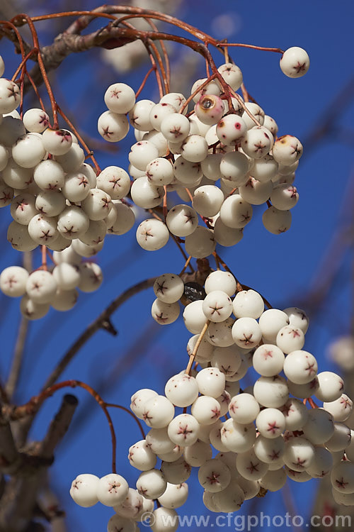 Kashmir Rowan (<i>Sorbus cashmiriana [syn. Sorbus cashmeriana]), a Himalayan rowan or mountain ash with very pale ink flowerheads in spring and large (up to 18mm diameter</i>) white berries that in some forms have a pink tint. It grows to around 8m tall and is often short-lived . As shown here, the fruit usually persists into winter, after the foliage has fallen. The leaves often develop red tints in autumn but the fall foliage is seldom spectacular. sorbus-2143htm'>Sorbus.