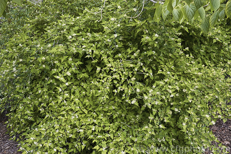 Stephanandra incisa 'Crispa', a low, spreading, mound-forming cultivar of a deciduous, spring- to early summer-flowering shrub native to Japan, Korea, Taiwan and nearby parts of China. The species can grow to 25 m tall but 'Crispa' seldom exceeds 50cm high, though it can have a considerable spread. Order: Rosales, Family: Rosaceae