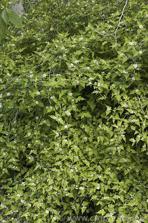 Stephanandra incisa 'Crispa', a low, spreading, mound-forming cultivar of a deciduous, spring- to early summer-flowering shrub native to Japan, Korea, Taiwan and nearby parts of China. The species can grow to 25 m tall but 'Crispa' seldom exceeds 50cm high, though it can have a considerable spread. Order: Rosales, Family: Rosaceae