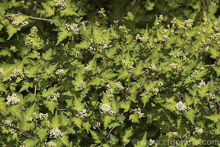 Stephanandra incisa 'Crispa', a low, spreading, mound-forming cultivar of a deciduous, spring- to early summer-flowering shrub native to Japan, Korea, Taiwan and nearby parts of China. The species can grow to 25 m tall but 'Crispa' seldom exceeds 50cm high, though it can have a considerable spread. Order: Rosales, Family: Rosaceae