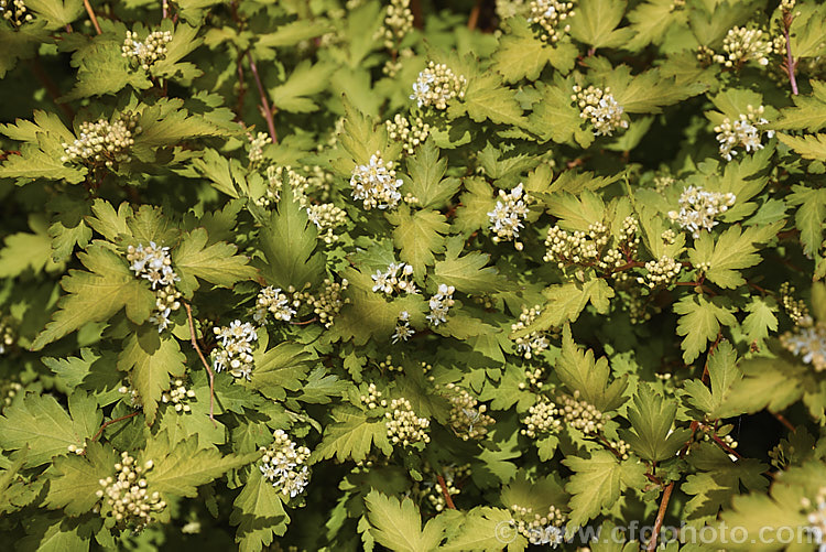 Stephanandra incisa 'Crispa', a low, spreading, mound-forming cultivar of a deciduous, spring- to early summer-flowering shrub native to Japan, Korea, Taiwan and nearby parts of China. The species can grow to 25m tall, but 'Crispa' seldom exceeds 50cm high, though it can have a considerable spread. Order: Rosales, Family: Rosaceae