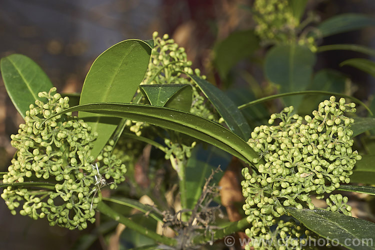 The male form of Skimmia japonica in bud. Male plants have larger, more conspicuous flowers than the female. When fertilised, the female flowers of this evergreen shrub from China and Japan will develop into clusters of bright red berries. Although sometimes over 5m tall in the wild, most garden forms are compact shrubs