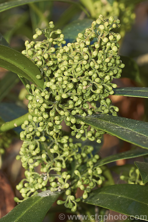 The male form of Skimmia japonica in bud. Male plants have larger, more conspicuous flowers than the female. When fertilised, the female flowers of this evergreen shrub from China and Japan will develop into clusters of bright red berries. Although sometimes over 5m tall in the wild, most garden forms are compact shrubs
