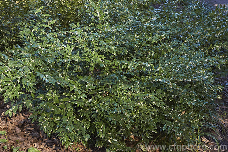 Sarcococca confusa (syn. Sarcococca humilis</i>), an evergreen, winter-flowering shrub, the wild origins of which are obscure. Similar in foliage and flower to the more common. Sarcococca ruscifolia, it grows to as much as 2m tall and has abundant fruit that turns from red to deep glossy black as it matures. sarcococca-2486htm'>Sarcococca. <a href='buxaceae-plant-family-photoshtml'>Buxaceae</a>.