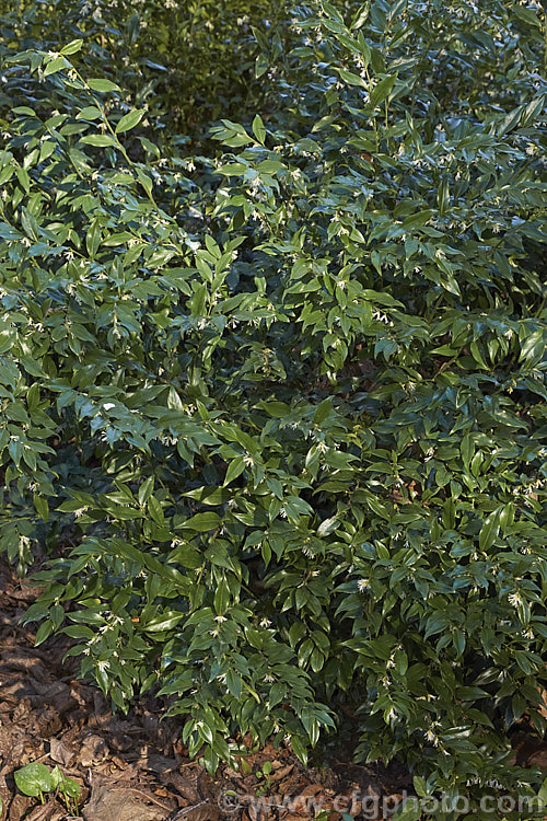 Sarcococca confusa (syn. Sarcococca humilis</i>), an evergreen, winter-flowering shrub, the wild origins of which are obscure. Similar in foliage and flower to the more common. Sarcococca ruscifolia, it grows to as much as 2m tall and has abundant fruit that turns from red to deep glossy black as it matures. sarcococca-2486htm'>Sarcococca. <a href='buxaceae-plant-family-photoshtml'>Buxaceae</a>.
