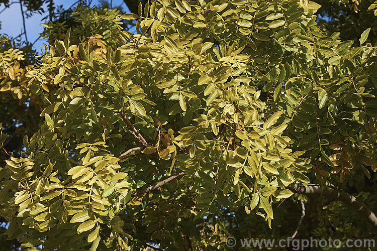 Brazilian. Pepper. Tree or Aroeira (<i>Schinus terebinthifolius</i>), an evergreen shrub or small tree up to 7m tall Found from Venezuela to Argentina, it has small greenish white flowers followed by dry red or pink fruits. schinus-2490htm'>Schinus. <a href='anacardiaceae-plant-family-photoshtml'>Anacardiaceae</a>.