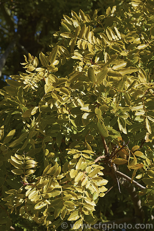 Brazilian. Pepper. Tree or Aroeira (<i>Schinus terebinthifolius</i>), an evergreen shrub or small tree up to 7m tall Found from Venezuela to Argentina, it has small greenish white flowers followed by dry red or pink fruits. schinus-2490htm'>Schinus. <a href='anacardiaceae-plant-family-photoshtml'>Anacardiaceae</a>.