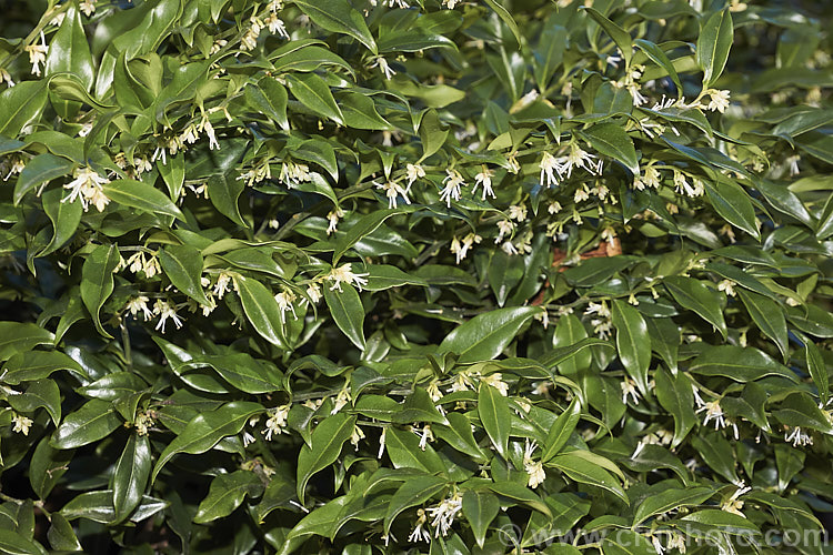 Sarcococca saligna, a stoloniferous, winter-flowering evergreen shrub that grows to around 12m tall Purple to black fruits follow the flowers. It is native to the western Himalayan region. sarcococca-2486htm'>Sarcococca. <a href='buxaceae-plant-family-photoshtml'>Buxaceae</a>.