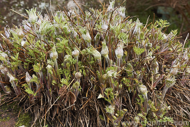 The developing new growth of the Pasque. Flower (<i>Pulsatilla vulgaris</i>), a popular spring-flowering rockery perennial that occurs naturally over much of northern Europe from Britain to Siberia. pulsatilla-2767htm'>Pulsatilla.