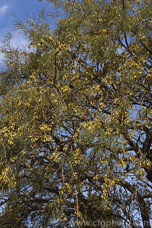 Kowhai (<i>Sophora microphylla</i>), one of two species of briefly deciduous spring-flowering New Zealand trees to share this name, this species has smaller leaflets and deeper golden-yellow coloured flowers than its more widely grown relative, Sophora tetraptera. This species also occurs in Chile. sophora-2142htm'>Sophora.