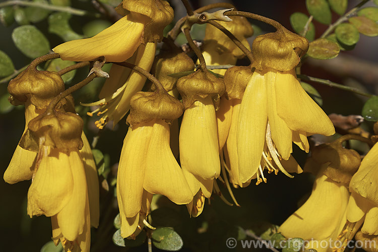 Close-up of the flowers of the Kowhai (<i>Sophora microphylla</i>), one of two species of briefly deciduous spring-flowering New Zealand trees to share this name. The flowers often show signs of damage caused by bumble-bees, which as their tongues are too short to reach the nectar, instead cut into the flower. This species also occurs in Chile and the distance between these two locations is testament to the ability of the seeds to survive in saltwater. sophora-2142htm'>Sophora.
