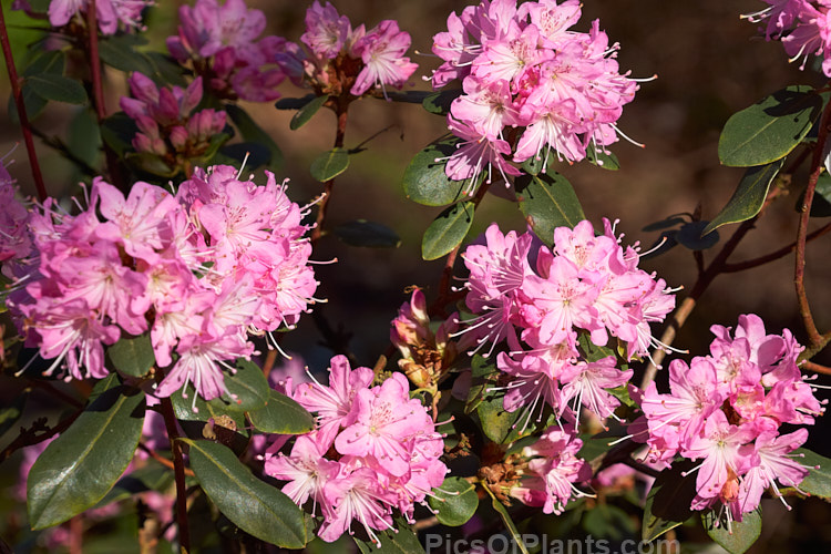 <i>Rhododendron racemosum</i> 'Rock Rose', a cultivar of an evergreen, upright, twiggy shrub that can grow to a 5m tall. The species from is found in Yunnan and Szechwan, China, where it occurs in alpine conditions at altitudes between 1800-4500m. It flowers in early spring. 'Rock Rose' differs from the species in having flowers that are a brighter, clearer pink, rather than lavender-pink. It is also usually compact. Order: Ericales, Family: Ericaceae