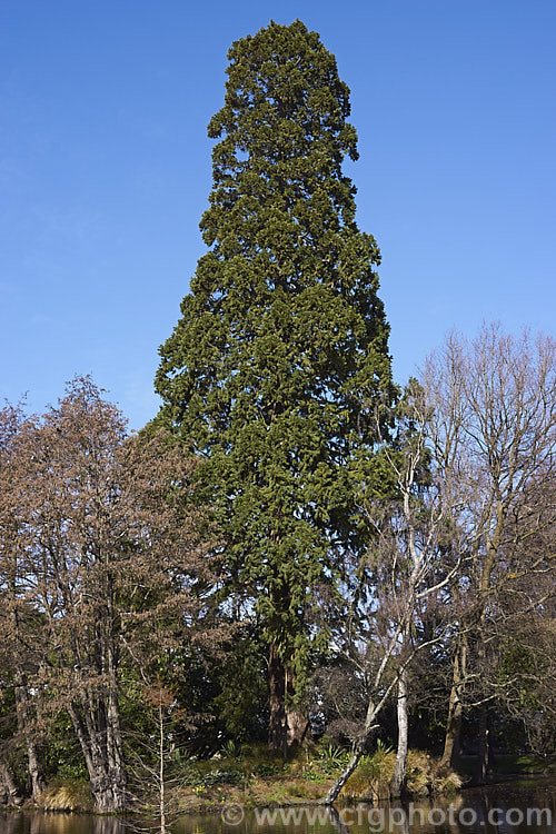 Giant Sequoia, Big. Tree or Sierra Redwood (<i>Sequoiadendron giganteum</i>), the world's largest tree by volume, this Californian conifer is capable of reaching nearly 100m tall sequoiadendron-2495htm'>Sequoiadendron. Order: Pinales, Family: Cupressaceae