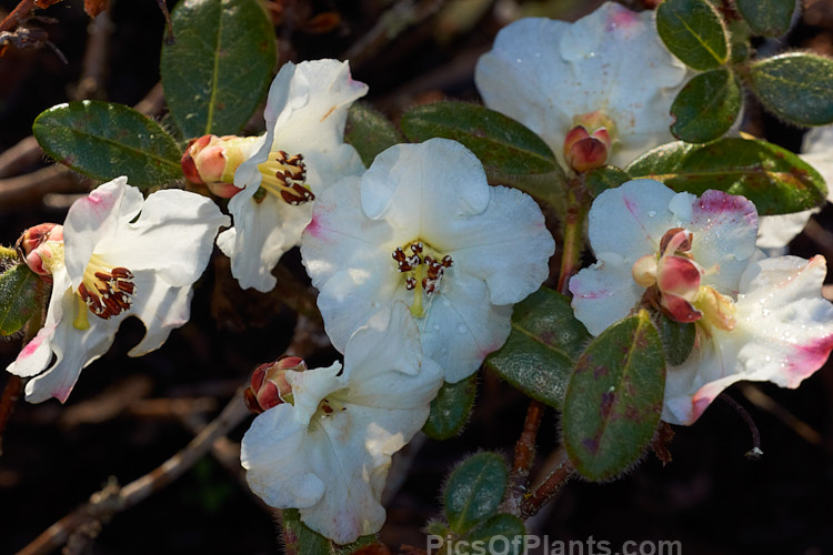 <i>Rhododendron leucaspis</i>, a small, rather open-growing bush that seldom exceeds 60cm high. It is found naturally in southeastern Tibet at around 2500-3300m altitude and has been widely used in hybridising. Order: Ericales, Family: Ericaceae