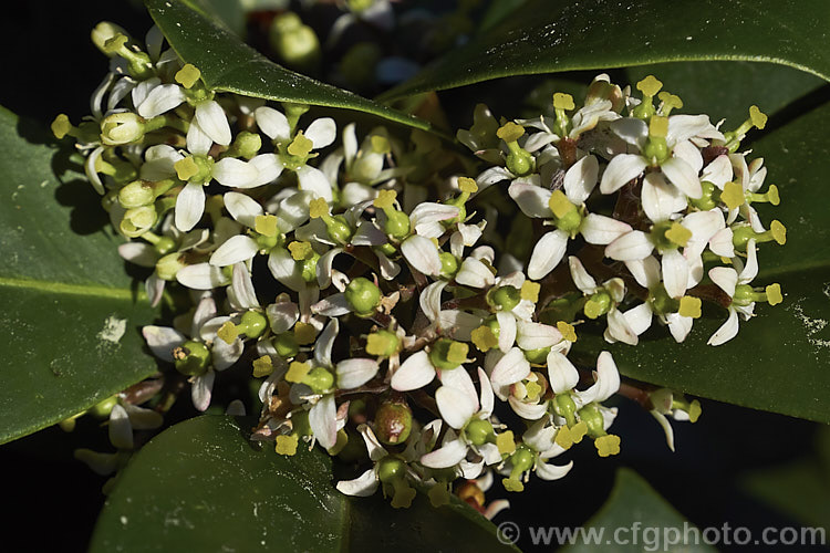 The flowers of Skimmia japonica 'Veitchii' in late winter 'Veitchii' is a compact, heavy-flowering and fruiting female cultivar of an evergreen shrub from China and Japan. It is not self-fertile and requires a male plant for pollination